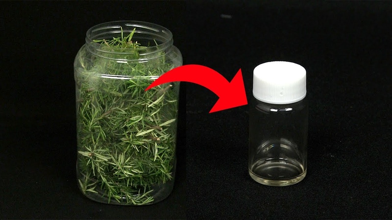OBTENIENDO ACEITE ESENCIAL DE