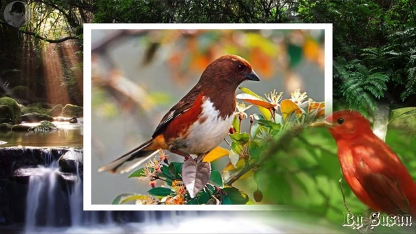 And The Birds Were Singing Alain Morisod Sweet