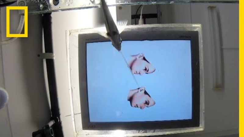Water Spitting Fish Identifies Human Faces, National