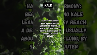 Tips For Growing Kale This Fall   #shortvideo #shortsvideo #viral #viralvideo #kale #fallgarden