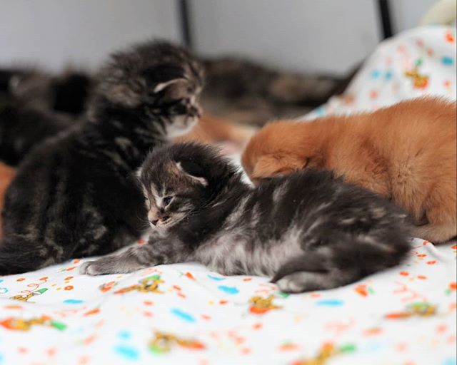 Оксана Ашихмина | Новосибирск