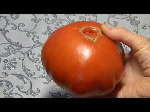 Томат Красный слон. Поближе посмотрим на созревший