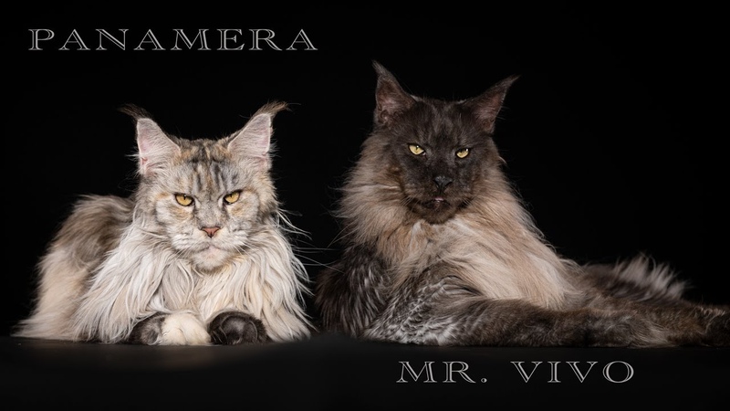 Panamera and her son Mr. Vi