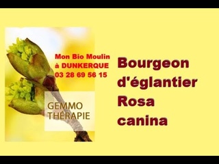 Bourgeon d’églantier Rosa canina - Mon Bio Moulin à Dunkerque