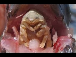 Cymothoa exigua