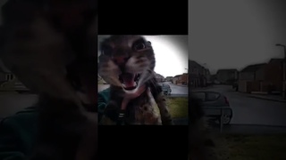 Кот мяукает в камеру но это фонк #мем #cat #cats (Видос @GamraG )