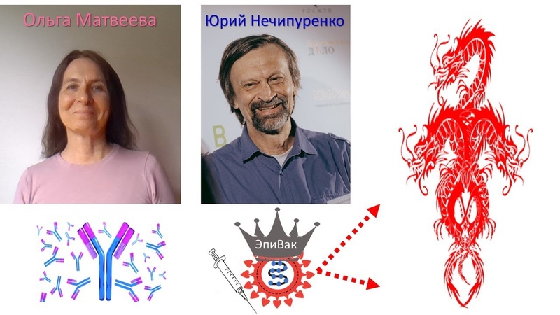 Антитела к ЭпиВакКороне которые возникают после