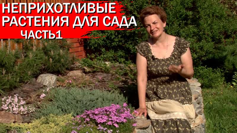 Неприхотливые растения для сада. Часть